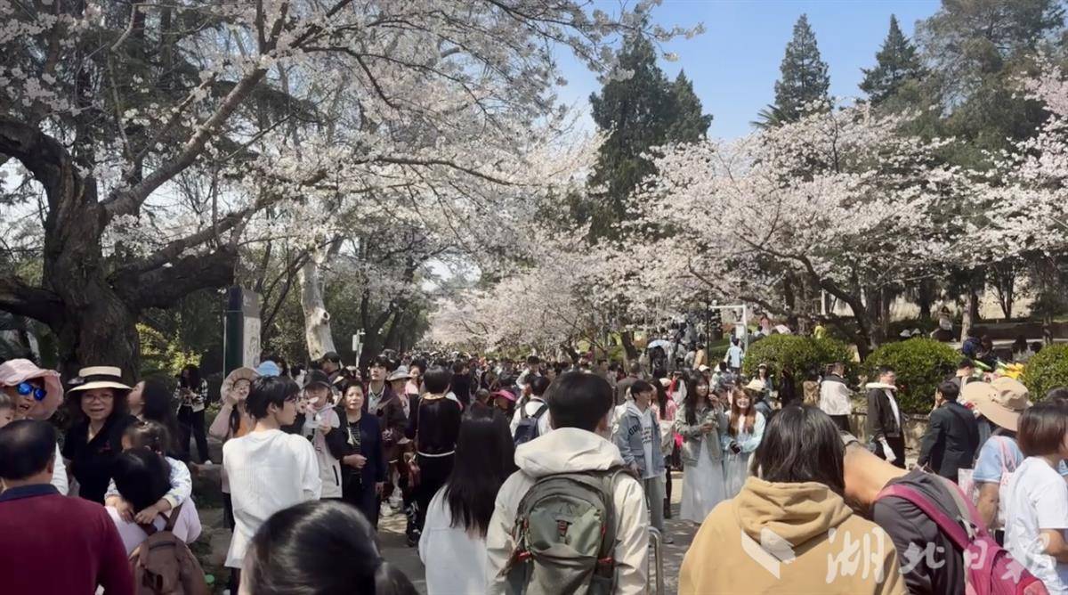 武汉大学游人如织。