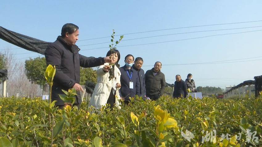 蕲春县林业局油茶专家推广优质种苗栽培技术