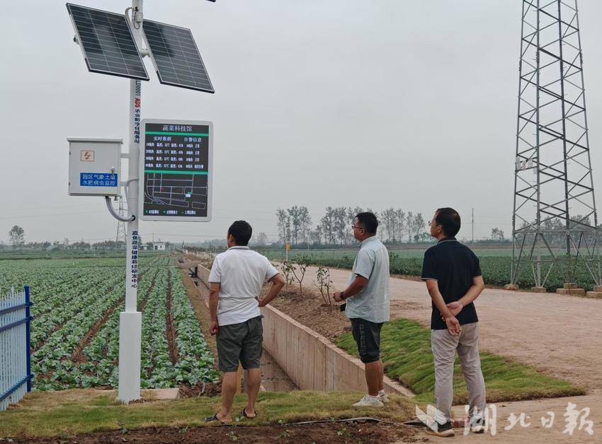 三路并进 蔬写未来：嘉鱼谱写蔬菜产业高质量发展新篇章(1).docx