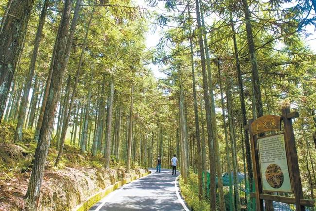 福建周宁县黄振芳家庭林场。（图源：央视新闻）