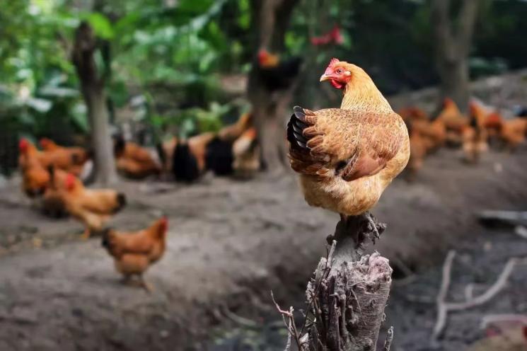 零点艺术农场.docx