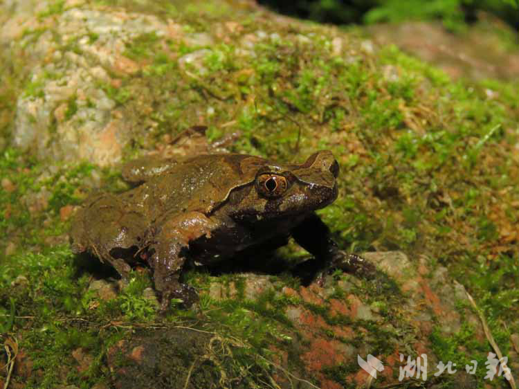 雄性大老岭角蟾。（通讯员陈璐 摄）