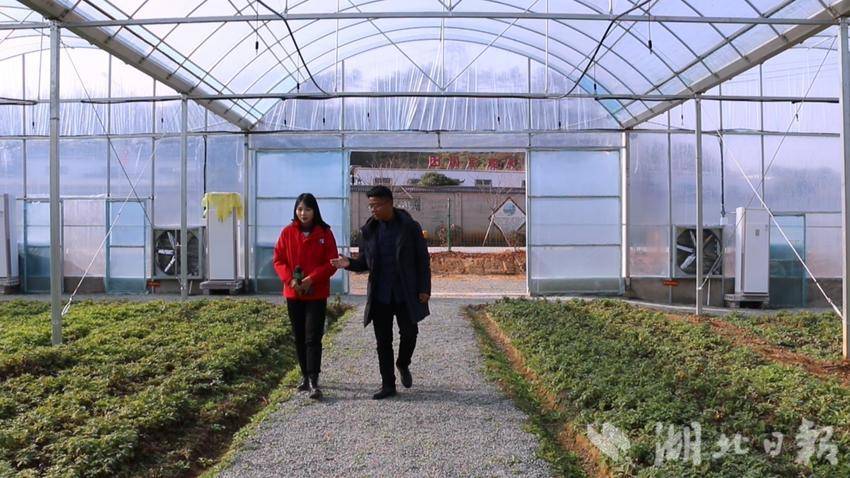 艾师傅恒温大棚种苗繁育基地