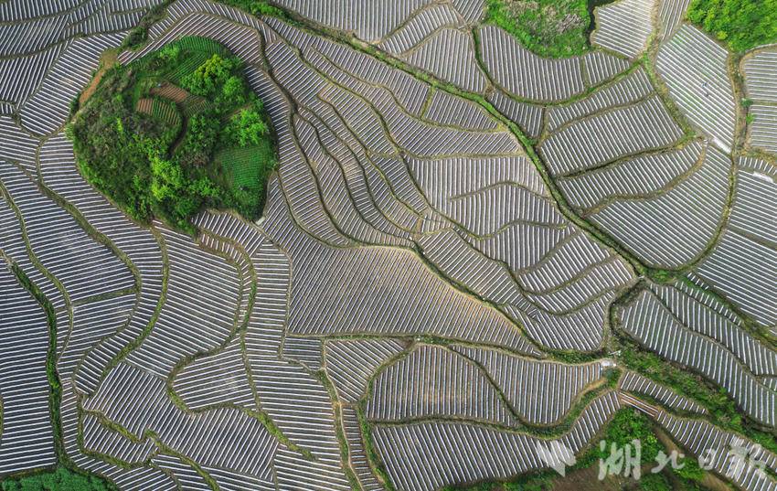 DJI_0132_副本.jpg