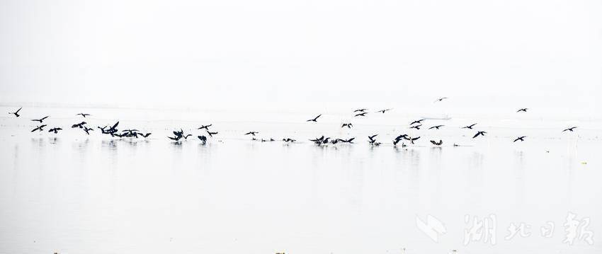 嘉鱼蜜泉湖鱼跃人欢(1).doc