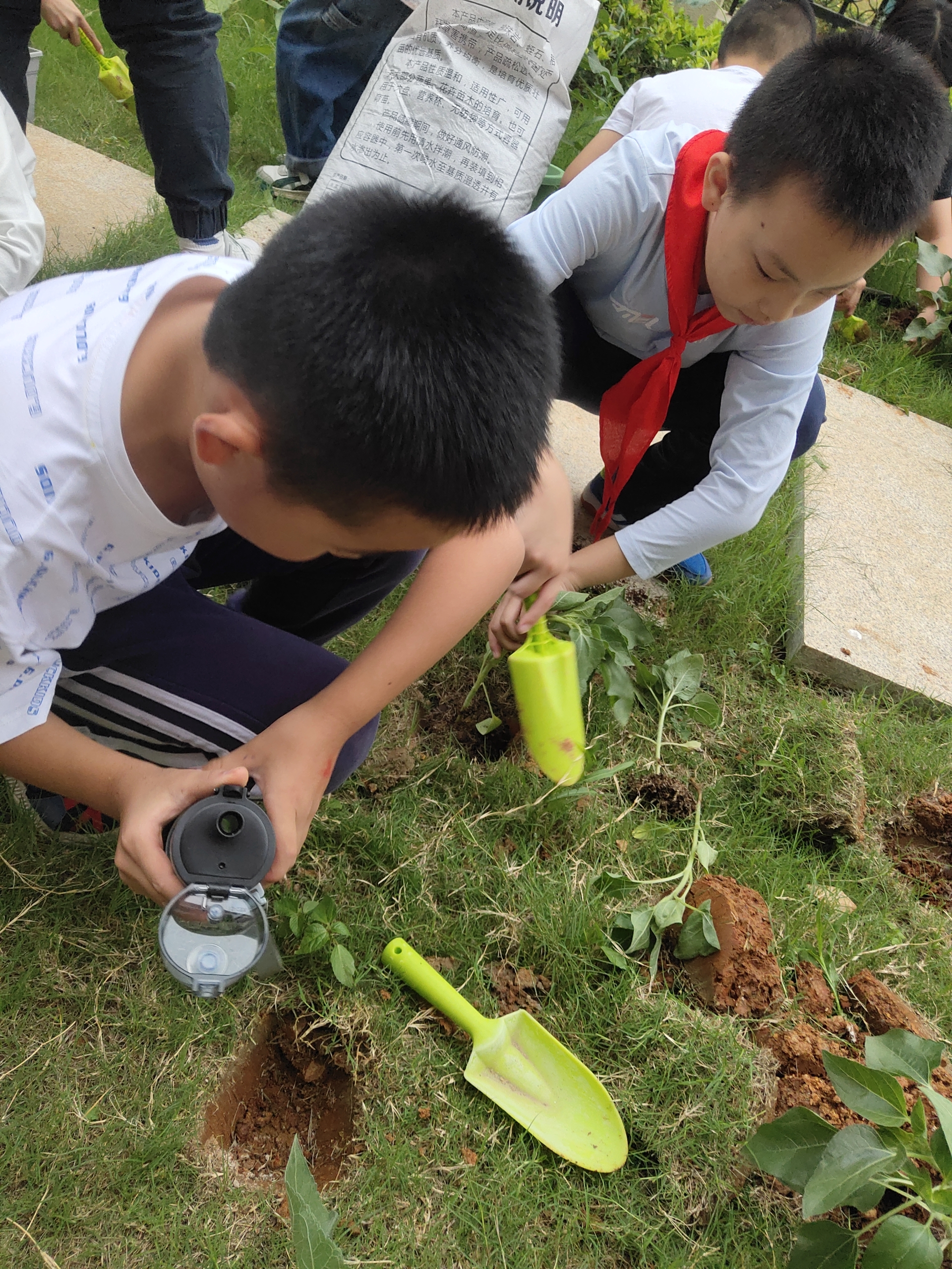 学生摘种第二批向日葵中.jpg