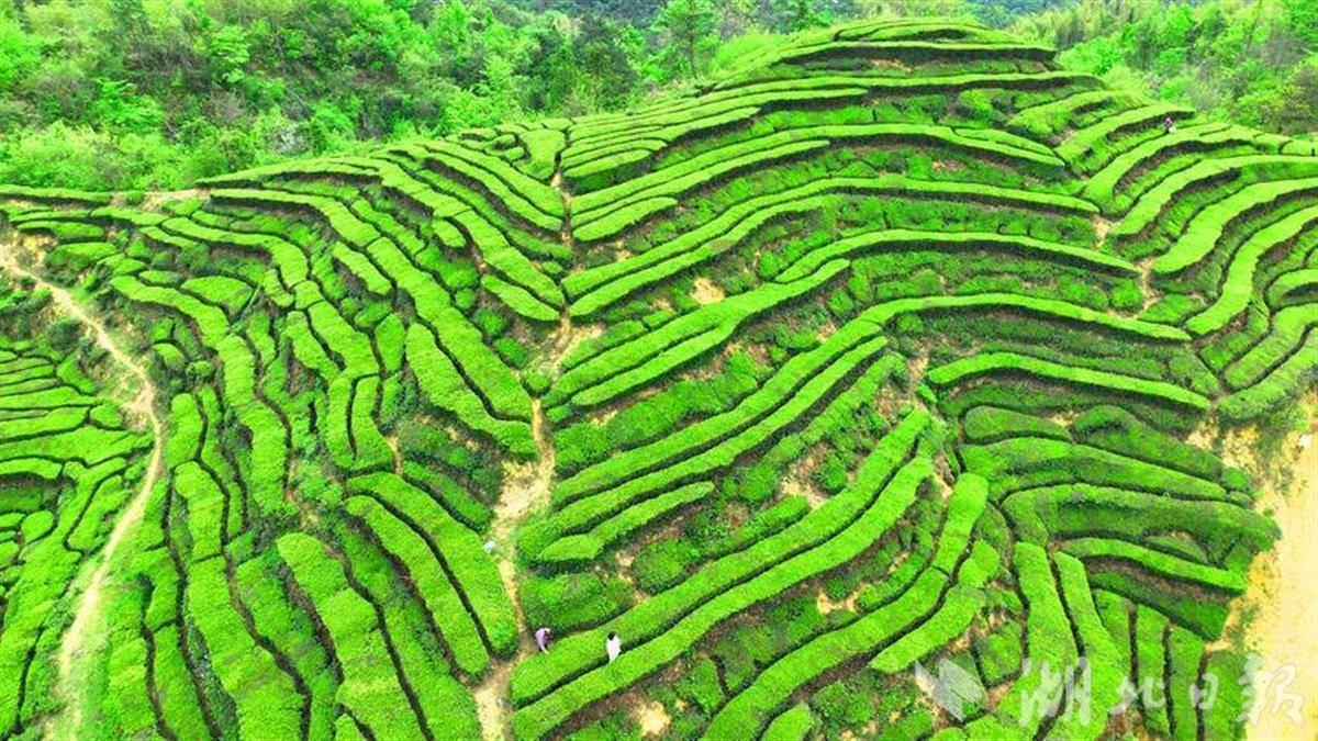 英山县南河镇付家坊村海拔600米的高山生态茶园，景美如画。（湖北日报客户端通讯员陈云峰 ）
