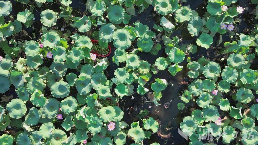 嘉鱼县方家庄村：百亩湘莲迎丰收 电商铺就致富路图文稿.doc