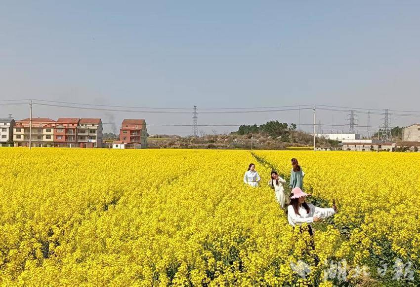 四望油菜花盛开.docx