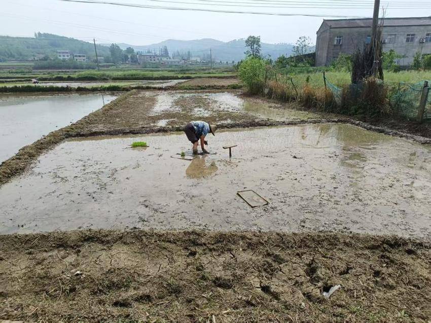 尹集乡肖冲村：春耕备耕忙 育苗绘丰年.docx
