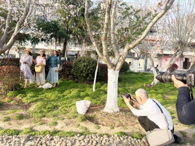 这条“樱花大道”，才是天门春日的“浪漫顶流”!.docx