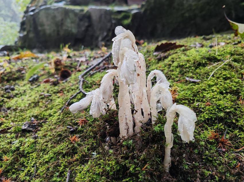 武当山景区发现国家近危级珍稀植物水晶兰.docx