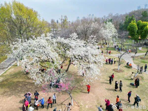 豆梨树（前）与附近两株杜梨树开花时同框。记者李子云 摄