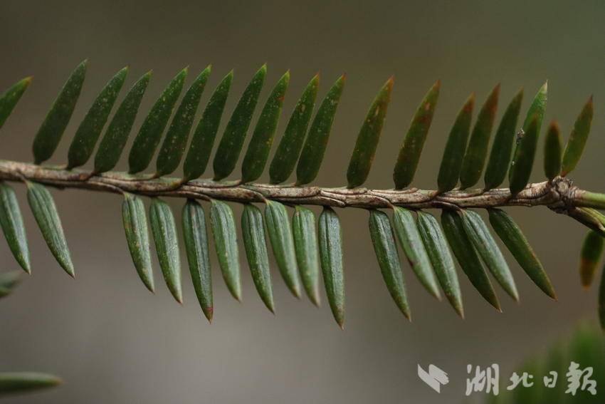 植物名称：巴山榧 （周旭 摄）