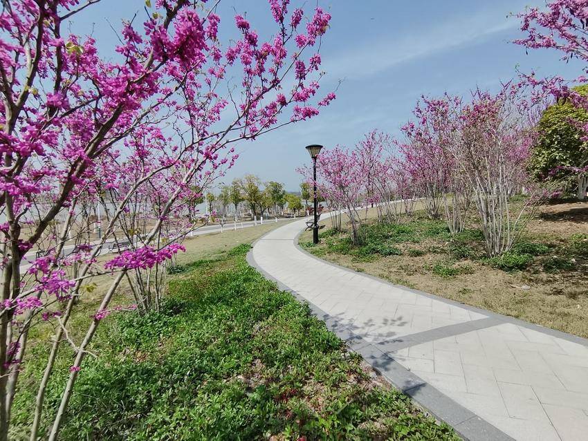 湖北天门：公园春花满正开 春色满园迎客来.docx