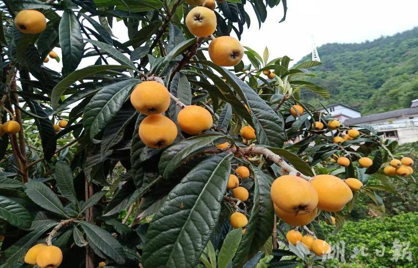 响滩村枇杷、夏橙 共同缔造20211121.docx