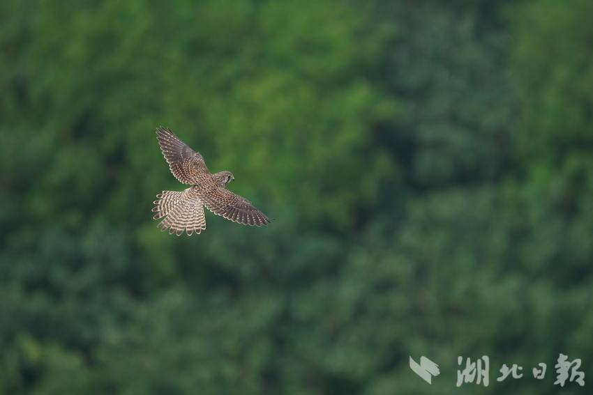 红隼（史杰 摄）