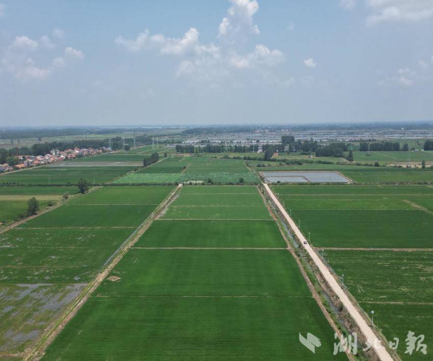 应城梅港村：芦荡深处，赤色永存.docx