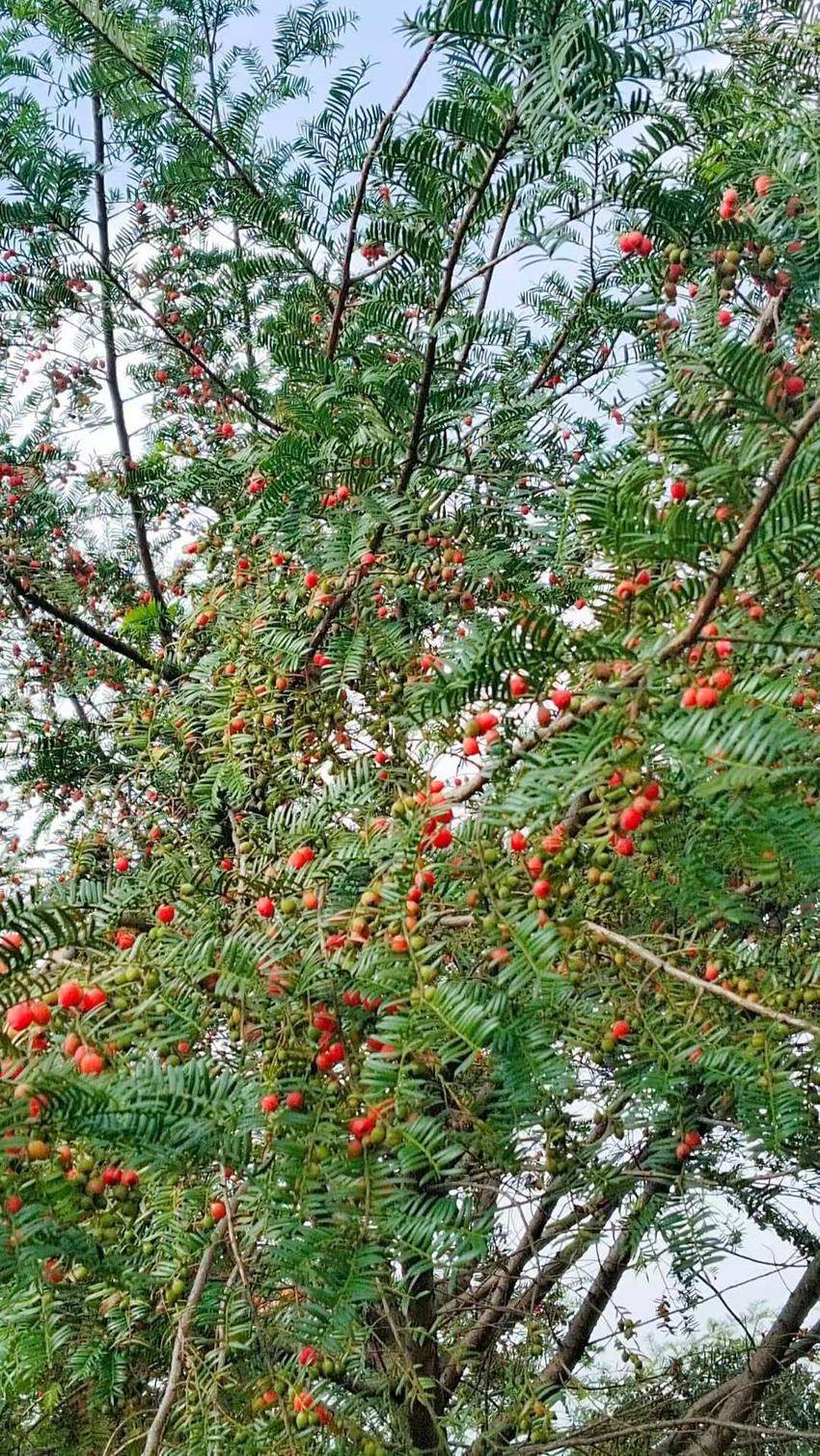 秋日山间的红豆杉红了.doc