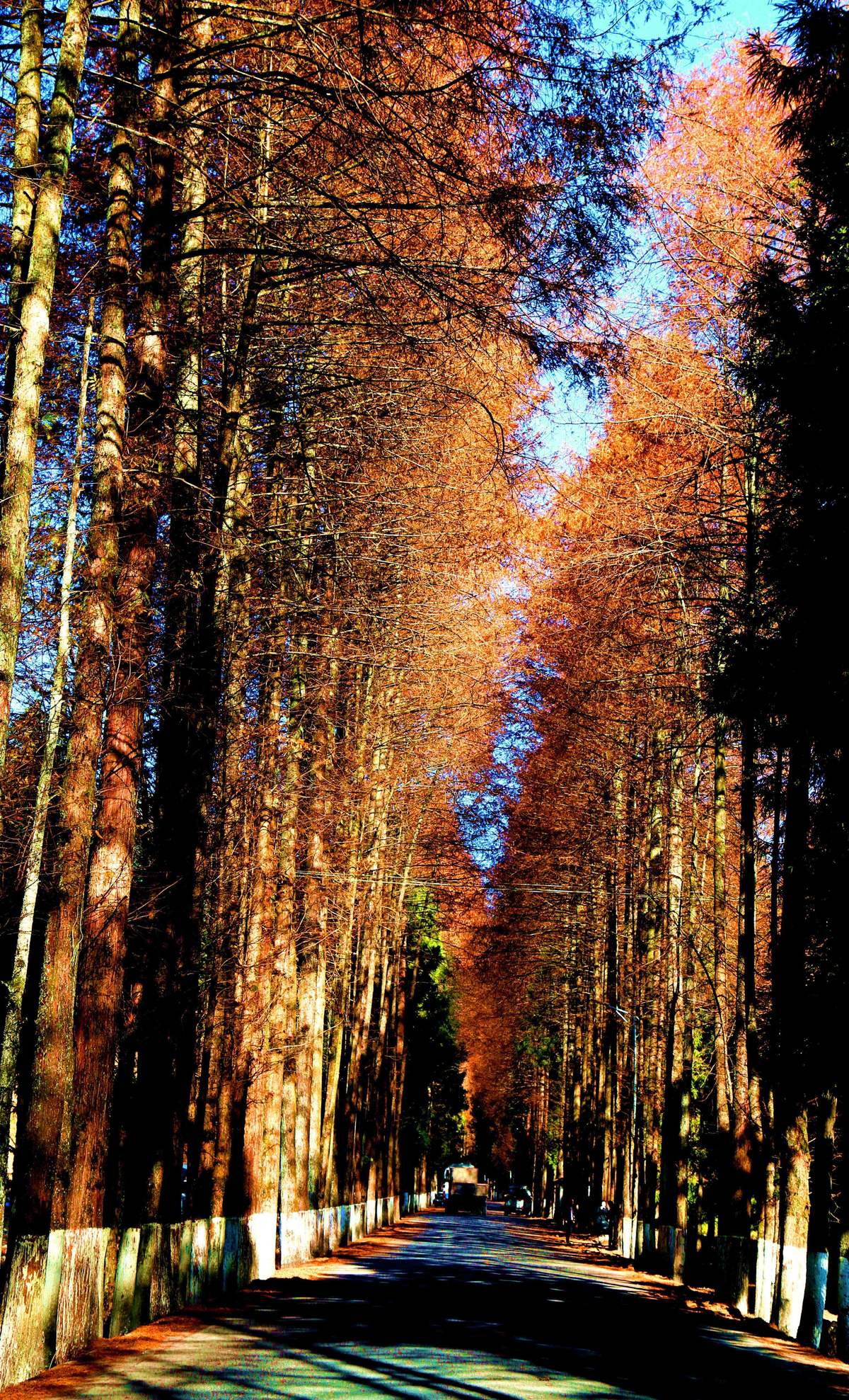 金色大道（红椿公路）