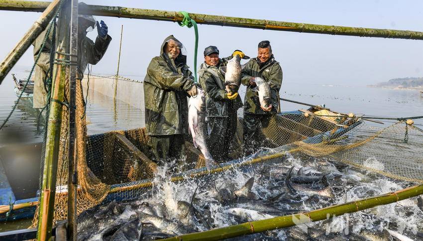 嘉鱼蜜泉湖鱼跃人欢(1).doc