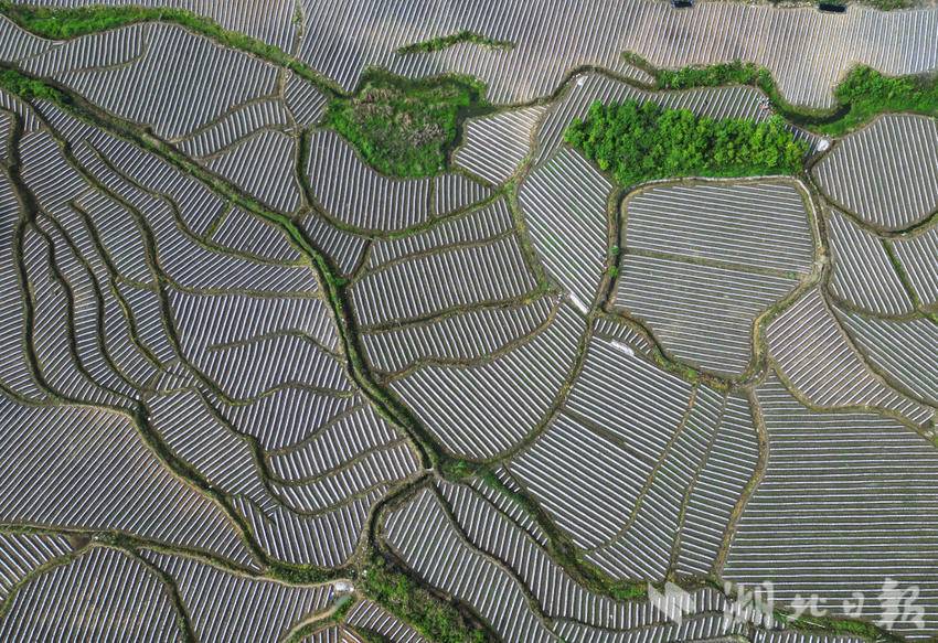 DJI_0134_副本.jpg