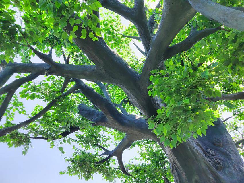 网红打卡悬崖秋千