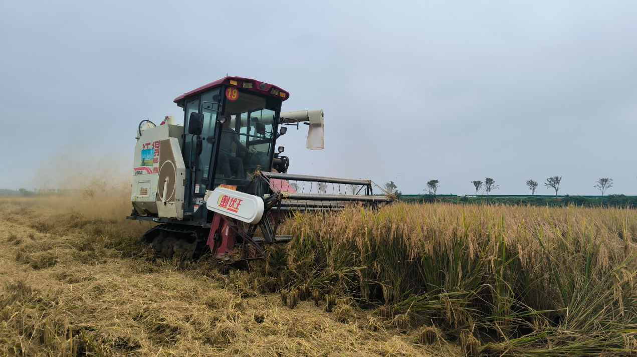 咸安：33.5万亩中稻喜获丰收科技赋能助力粮食增产- 湖北日报新闻客户端