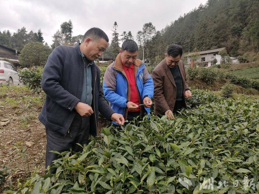 科技特派员刘照丰在田间进行技术指导