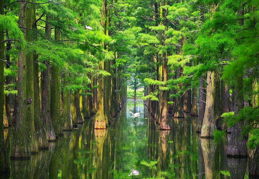 白鹭绿杉照影来 张垠 