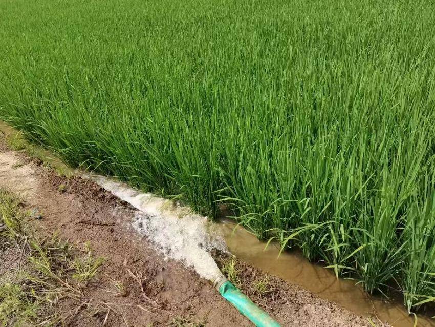 抗大旱、保民生！孝南以“水文章”守护田间希望(2).docx