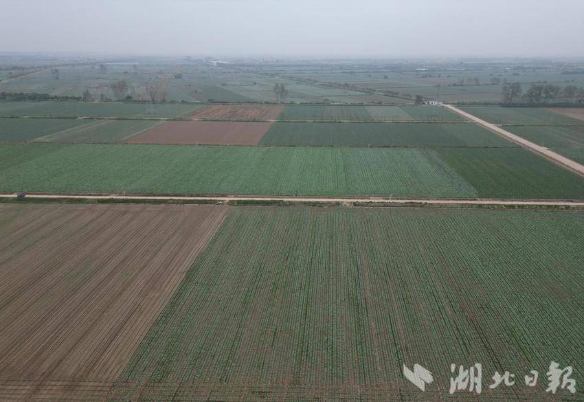 三路并进 蔬写未来：嘉鱼谱写蔬菜产业高质量发展新篇章(1).docx