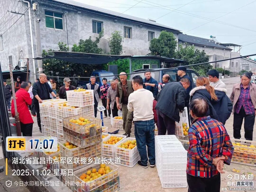 橘子丰收遇“急”事民警巧解“心头结” - 湖北日报新闻客户端