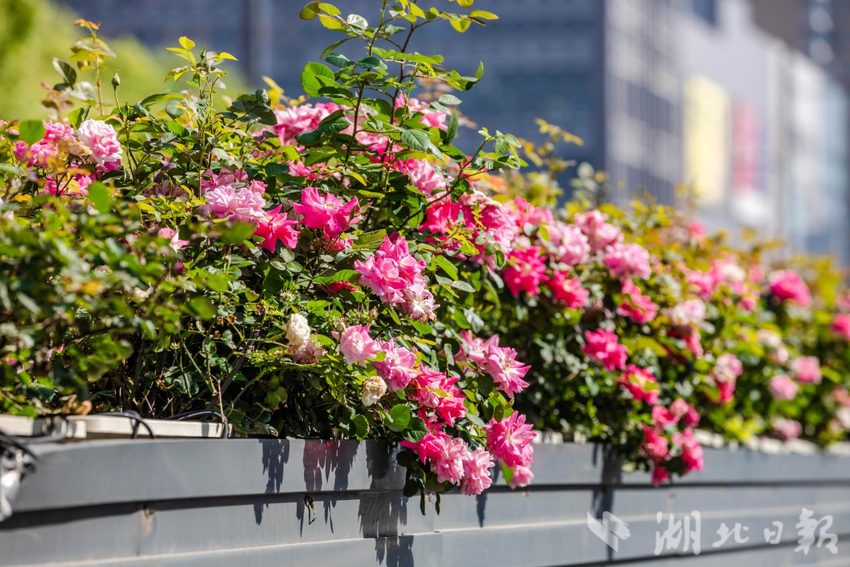 友谊大道快速路月季花带