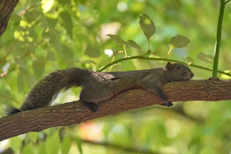 【新闻稿】沙湖生态构建城市绿肺 环沙湖双碳经济带建设持续推进(2).docx