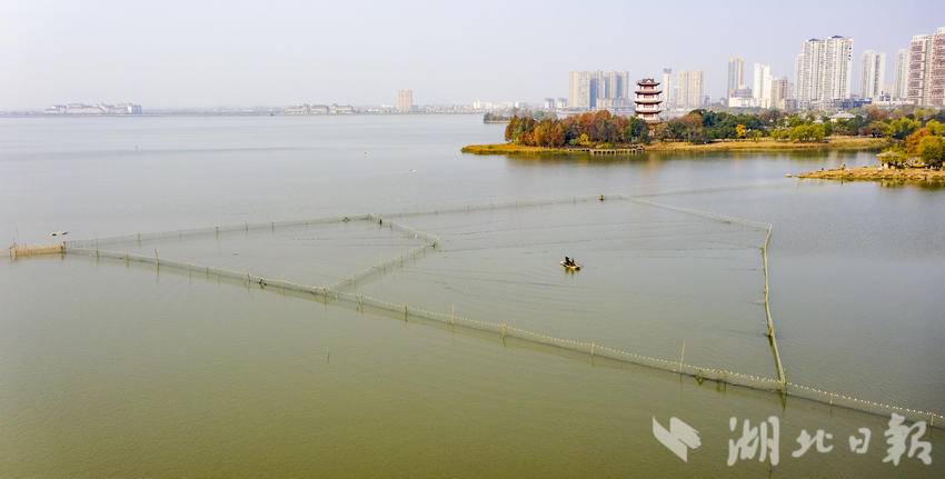 嘉鱼三湖连江梅懈湖生态鲜鱼喜获丰收.doc