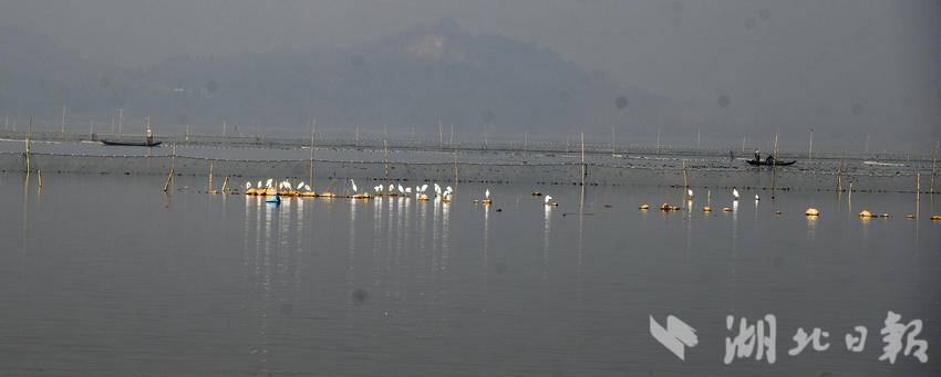 嘉鱼蜜泉湖鱼跃人欢(1).doc