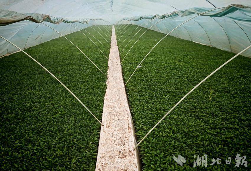 新春走基层｜棚内绿意浓 育苗忙增收 富德蔬菜合作社生产启新程.docx