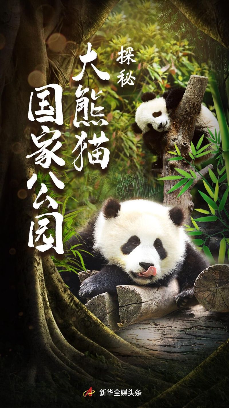 海报设计:孙瑶,杨进新华社成都5月24日电题:探秘大熊猫国家公园