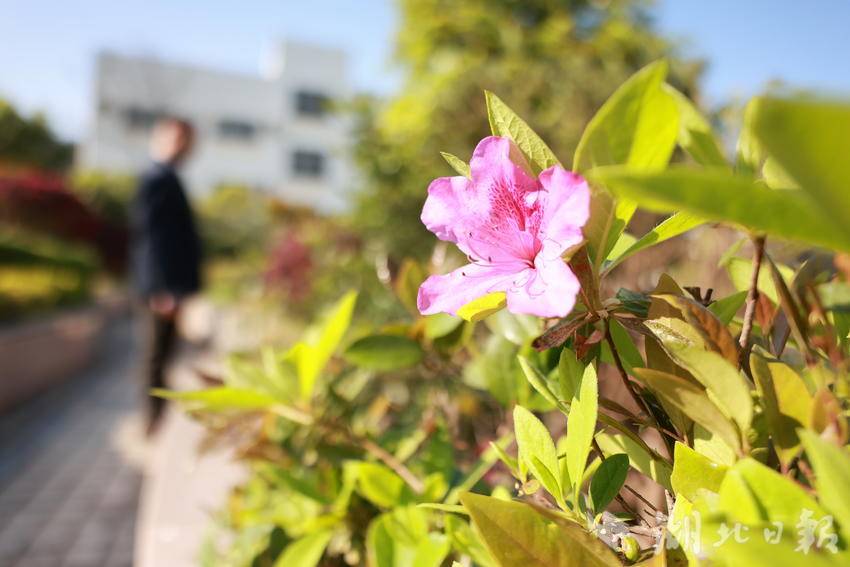 《杜鹃花开》王薇 / 摄