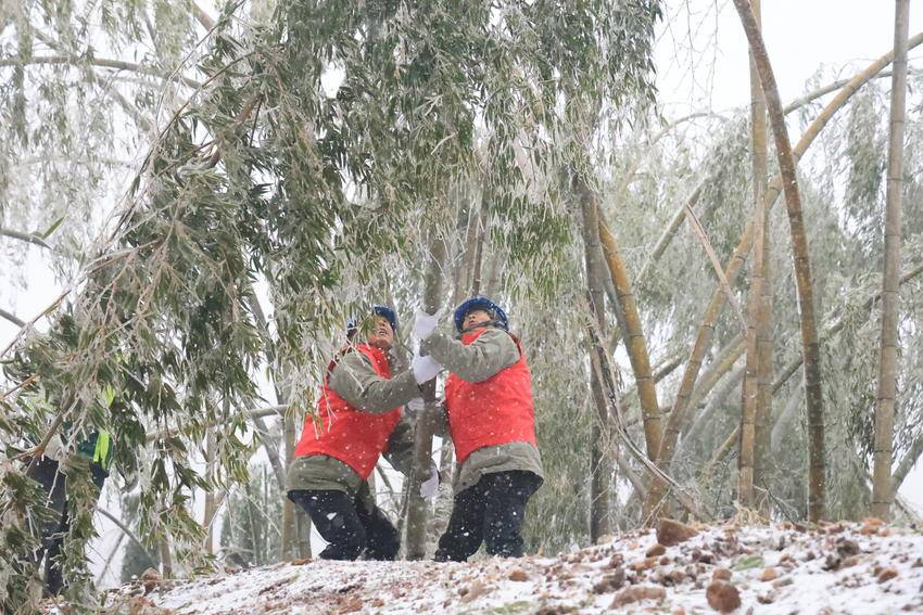 1月20日，国网咸宁市咸安区供电公司汀泗供电所在星星竹海对星星村、西关村用电线路上的覆冰、倒竹进行清理。（曹露）