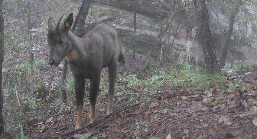 1修1五朵峰自然保护区 动物栖息的天堂(1)(1).docx