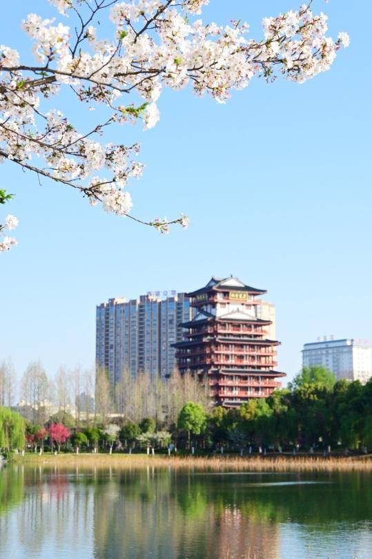 这条“樱花大道”，才是天门春日的“浪漫顶流”!.docx