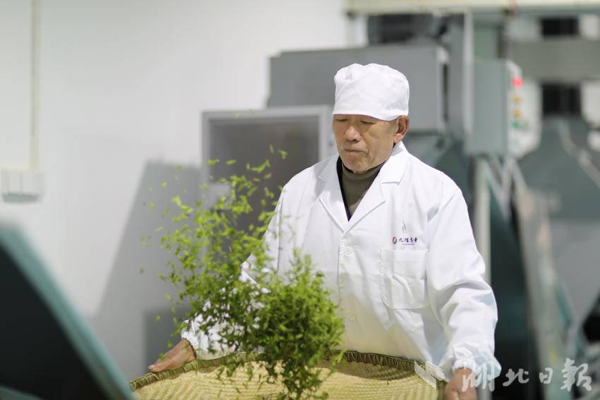 大耀农业工人师傅正在制茶（茶企供图）