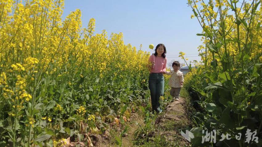 四望油菜花盛开.docx