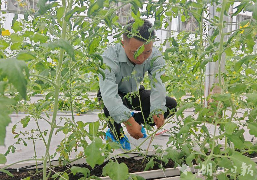 三路并进 蔬写未来：嘉鱼谱写蔬菜产业高质量发展新篇章(1).docx