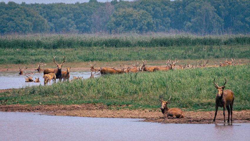 湖北石首：保护区今年新添498头小麋鹿.docx