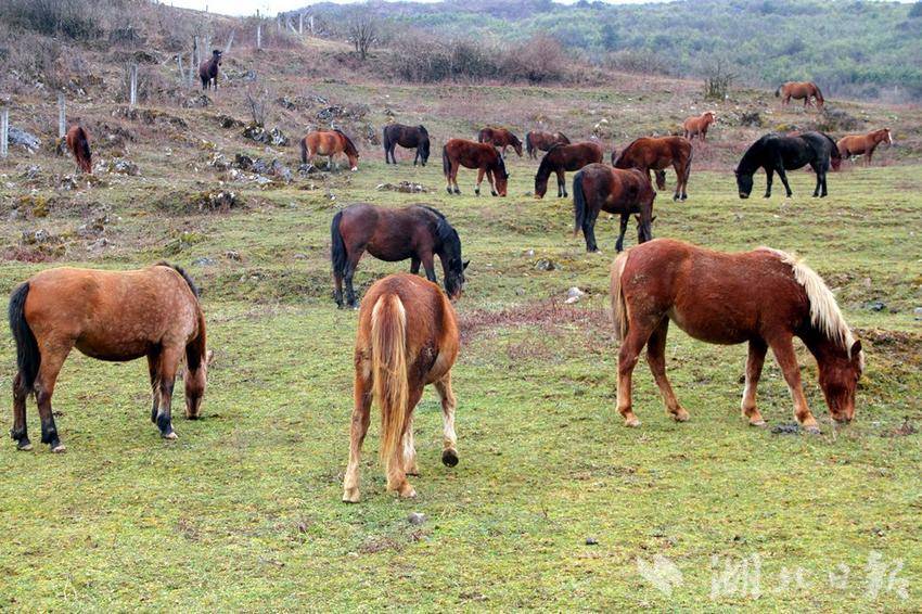 据了解，齐岳山牧场内饲养牛马等大牲畜2550头（匹）、羊3600多只、牲猪2780