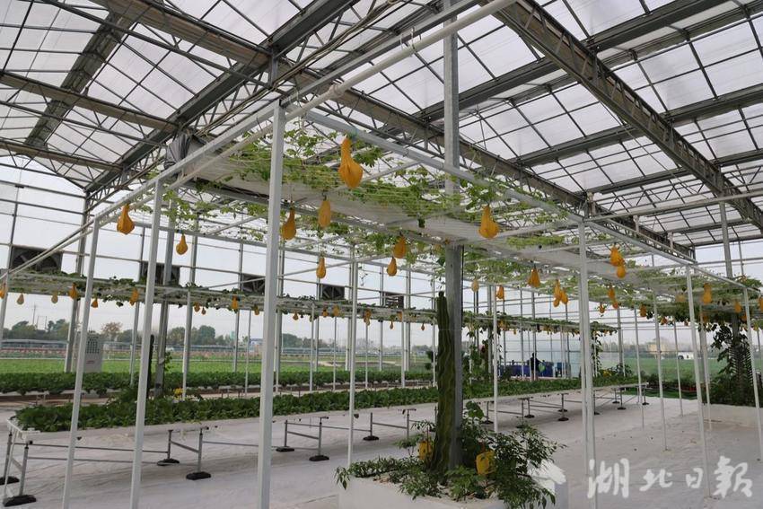 用科技打开现代农业发展新篇章——潘家湾镇蔬菜产业综述（科技篇）.docx