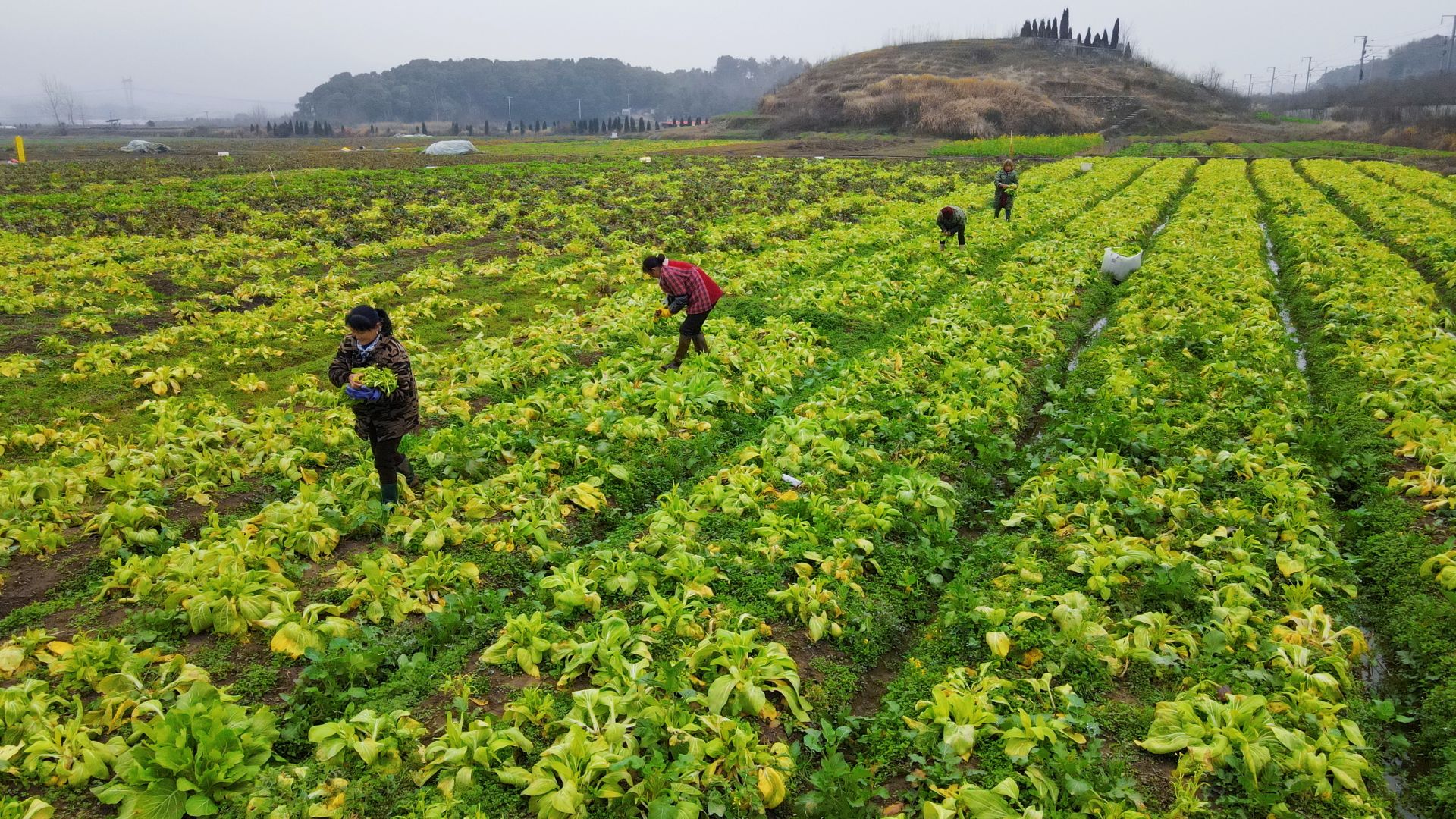 陕西大烩菜,陕西大烩菜图片,关中大烩菜_大山谷图库